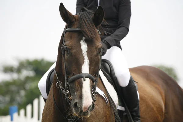 Cabeza-tiro de un caballo saltador espectáculo durante la competencia con el jinete —  Fotos de Stock