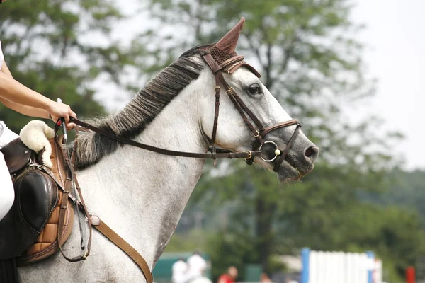 Обличчя красивого чистокровного коня на змаганнях зі стрибків — стокове фото