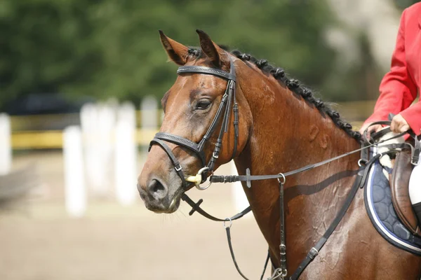 Rosto de um belo cavalo de corrida de raça pura na competição de salto — Fotografia de Stock