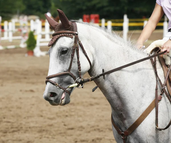 Tiro dianteiro de um cavalo de salto de demonstração durante a competição com o jóquei — Fotografia de Stock