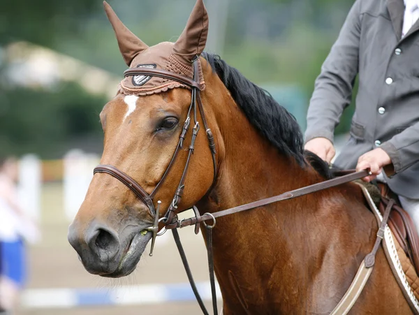 Kopfschuss eines Springpferdes bei Wettkampf mit Jockey — Stockfoto