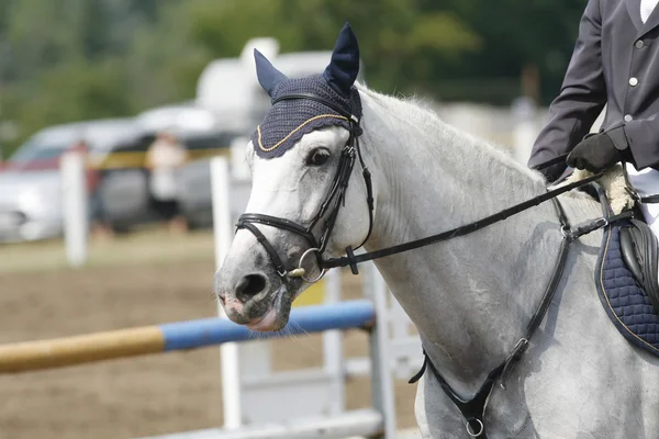 Head-shot of a show jumper horse during competition with jockey — Stock Photo, Image