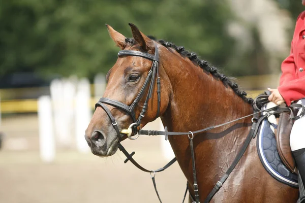 Cara de un hermoso caballo de pura raza en la competencia de salto — Foto de Stock