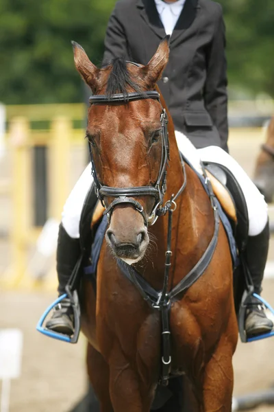 Rosto de um belo cavalo de corrida de raça pura na competição de salto — Fotografia de Stock