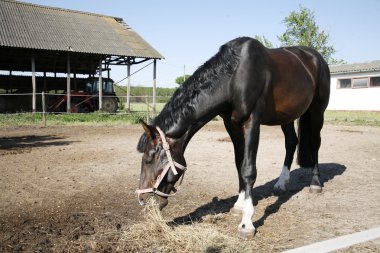 Genç binek atı bir çiftlikte saman yiyor