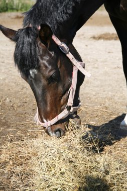 Binek atı saman içinde belgili tanımlık ağıl yaz aylarında açık kırsal s yeme