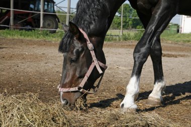 Genç binek atı bir çiftlikte saman yiyor 