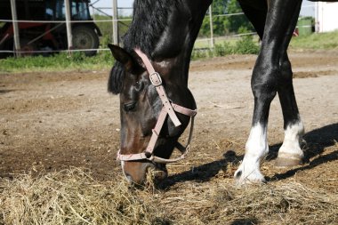 Binek atı saman içinde belgili tanımlık ağıl yaz aylarında açık kırsal s yeme