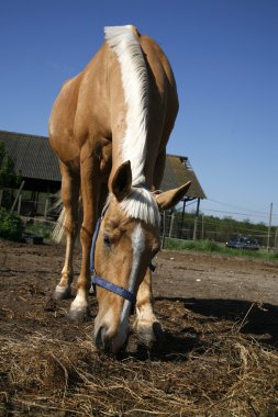 Genç binek atı bir çiftlikte saman yiyor 