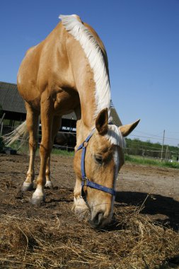 Genç binek atı bir çiftlikte saman yiyor 