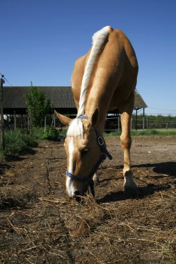 Binek atı saman corral yaz zamanında yemek