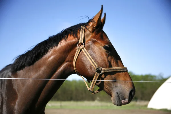 Head shot of a young stallion in the corral against blue sky — Stock Photo, Image
