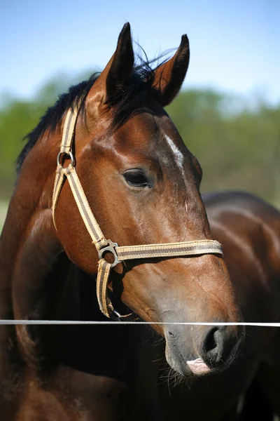 Head shot of a young stallion in the corral — Stock Photo, Image
