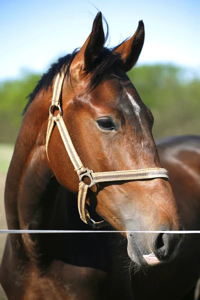 Saddle horse standing  behind electric fence summertime — Stock Photo, Image