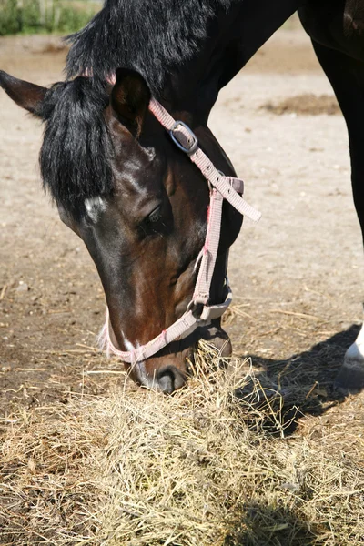Binek atı saman içinde belgili tanımlık ağıl yaz aylarında açık kırsal s yeme