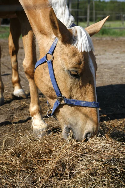 Genç binek atı bir çiftlikte saman yiyor 