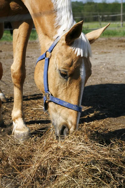 Genç binek atı bir çiftlikte saman yiyor 