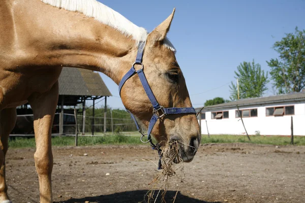 Binek atı saman içinde belgili tanımlık ağıl yaz aylarında açık kırsal s yeme