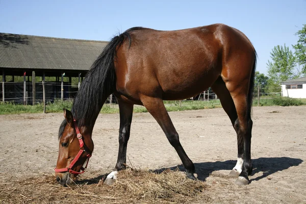 Güzel genç koyu renkli mare saman bir at çiftliği coun yeme