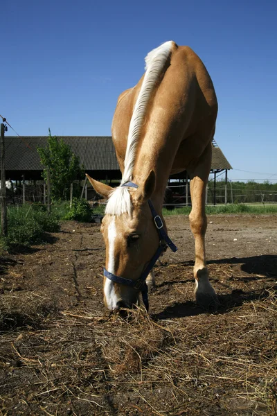 Binek atı saman corral yaz zamanında yemek