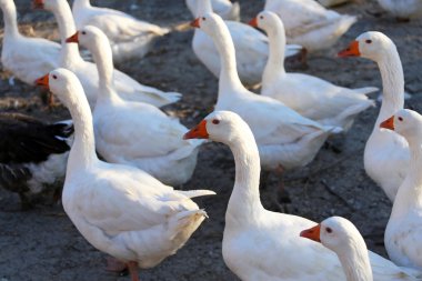 Group of white domestic geese on the farm.   clipart