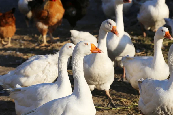 Manada de gansos domésticos blancos en la granja . — Foto de Stock