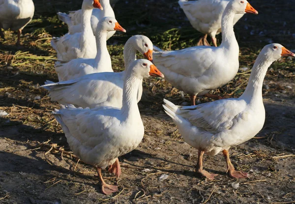 Rebanho de gansos domésticos brancos na fazenda . — Fotografia de Stock