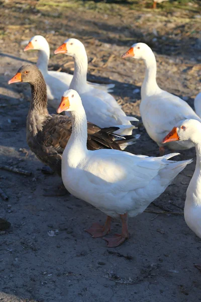 Flock of geese on the poultry yard — Stock Photo, Image