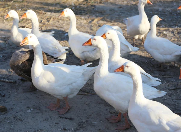 Gänseschwarm auf dem Geflügelhof — Stockfoto