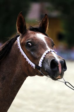 Safkan Arap doğurmak colt tanklarla t ile genelinde çalışan