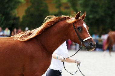 Purebred arabian horse on a  foal show clipart