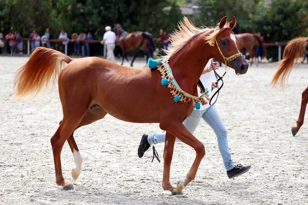 Renrasig arabiska hästen på en föl show — Stockfoto