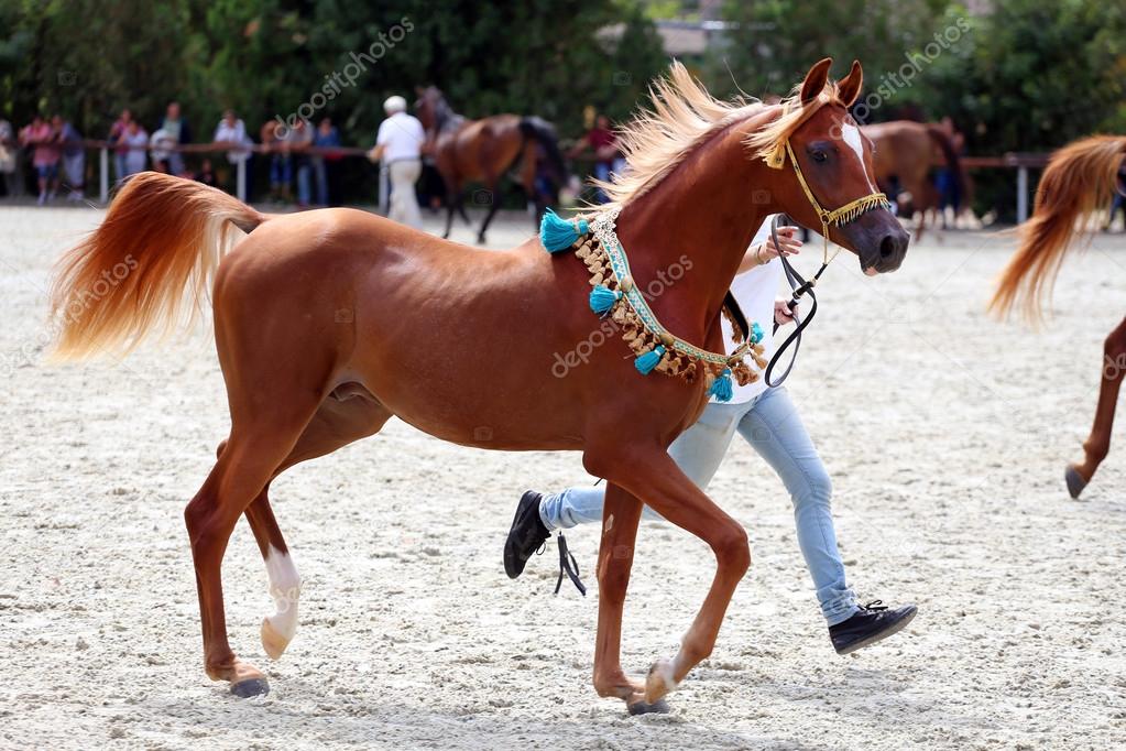 Purebred arabian horse on a  foal show