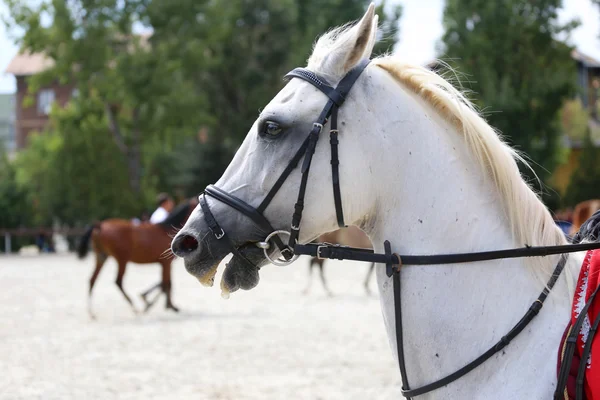 Retrato de un caballo doma sobre fondo natural —  Fotos de Stock