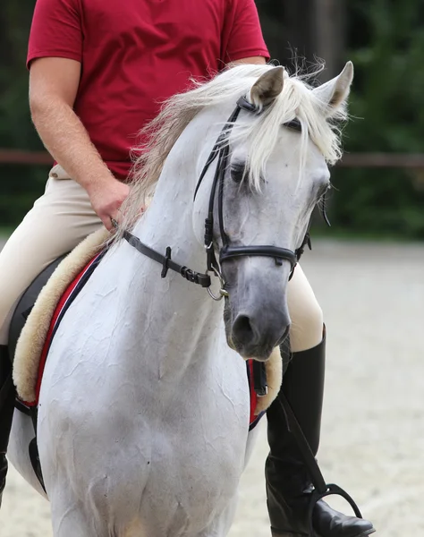 Nahaufnahme einer Reiterin auf einem Dressurpferd — Stockfoto