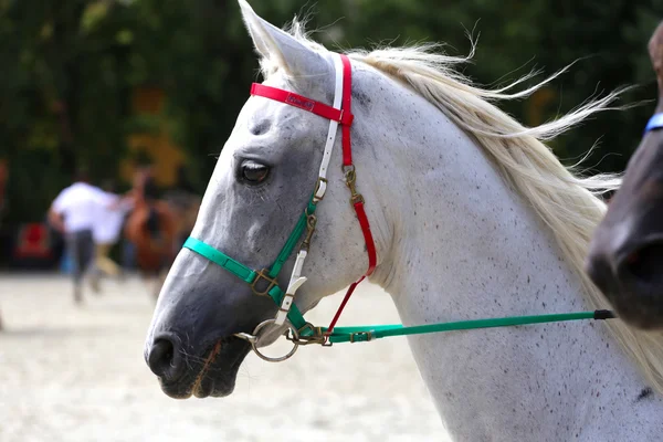 Vista lateral de la cabeza de un caballo pura sangre doma —  Fotos de Stock