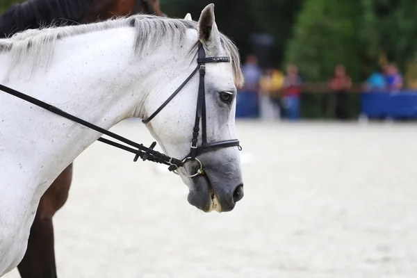Vista lateral de la cabeza de un caballo de doma gris durante el entrenamiento — Foto de Stock