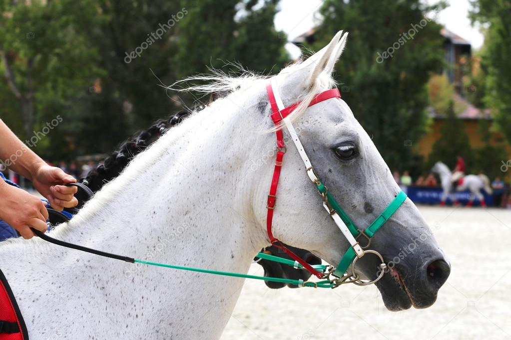 Side view head shot of a gray dressage horse during training