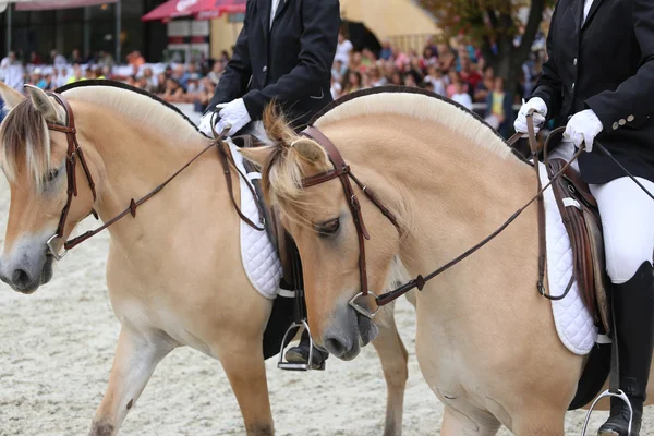 Крупним планом фіорд коней на заході переодягання — стокове фото
