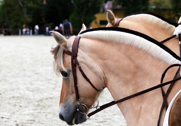 Close up van een fjord paarden op een dressuur-gebeurtenis — Stockfoto