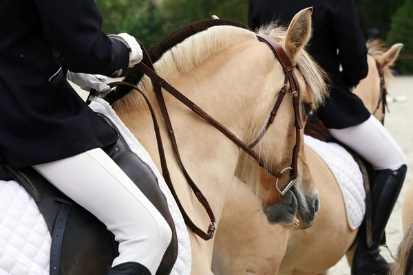 Zbliżenie na imprezie ujeżdżenia konia fiord — Zdjęcie stockowe