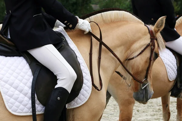 Primer plano de un caballo de fiordo en un evento de doma —  Fotos de Stock