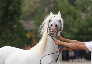 Güzel half-bred aygır horse etkinliği üzerinde poz