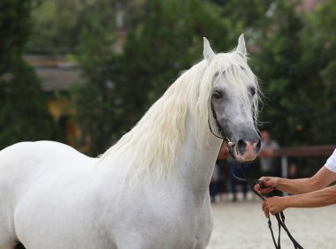 Güzel Macar half-bred aygır horse etkinliği üzerinde poz