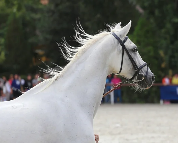 Uppfödaren håller en häst med betsel på en horse show. — Stockfoto