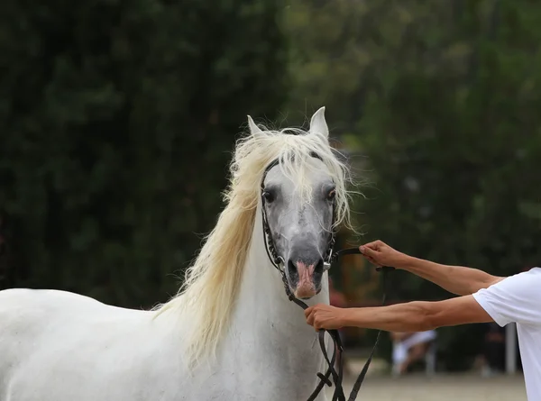 Éleveur tenir un cheval avec bride sur un spectacle équestre . — Photo