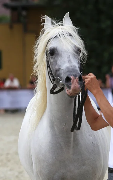 Criador sostener un caballo con brida en un espectáculo de caballos . — Foto de Stock