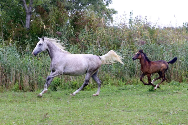 La yegua árabe y su potro corriendo por el prado — Foto de Stock