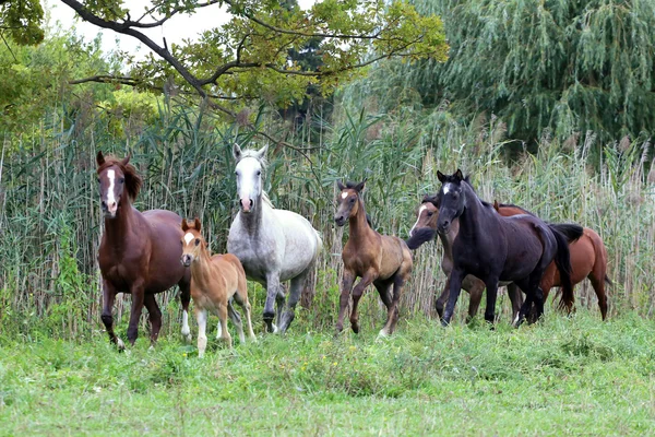 Grupo de caballos árabes galopando en un hermoso entorno natural —  Fotos de Stock