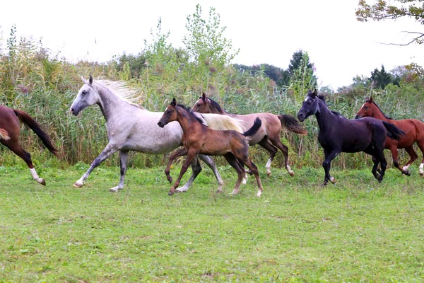 Gruppo di cavalli arabi al galoppo su un bellissimo ambiente naturale — Foto Stock